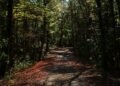 Aokigahara