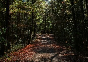 Aokigahara