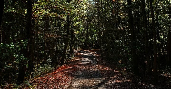 Aokigahara