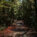 Aokigahara